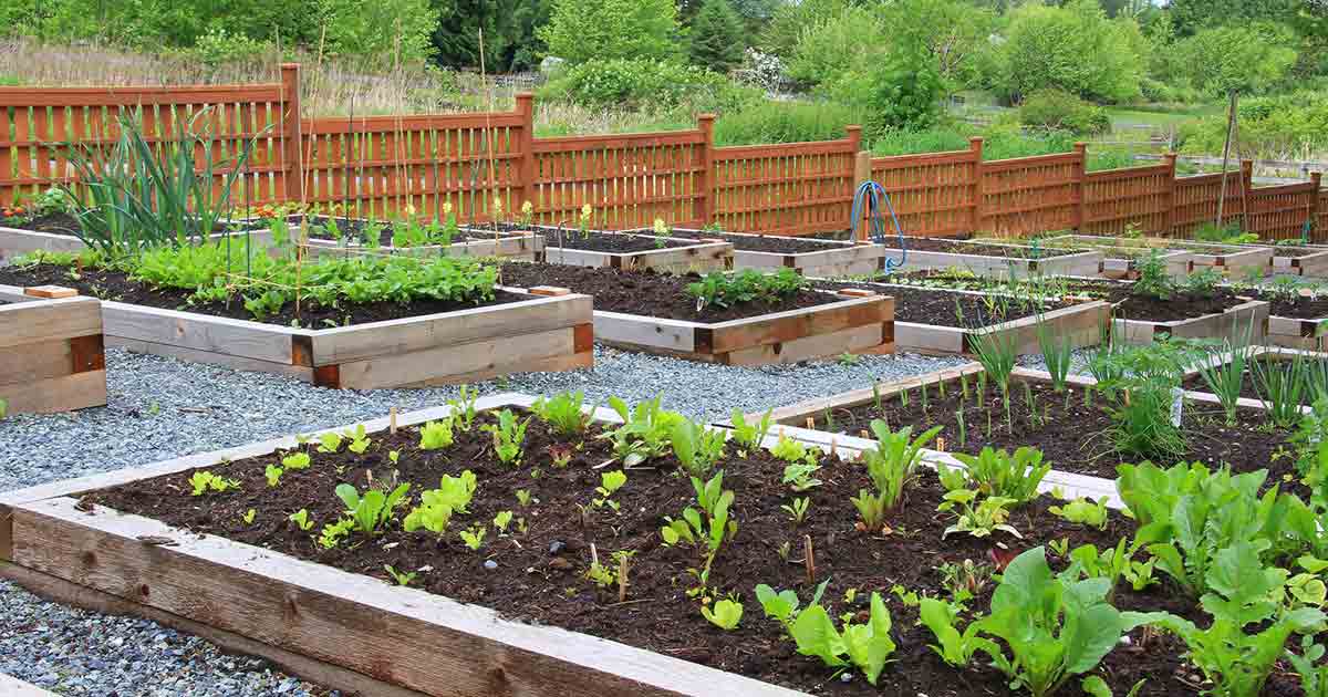 large community garden with raised beds filled with vegetable plants.